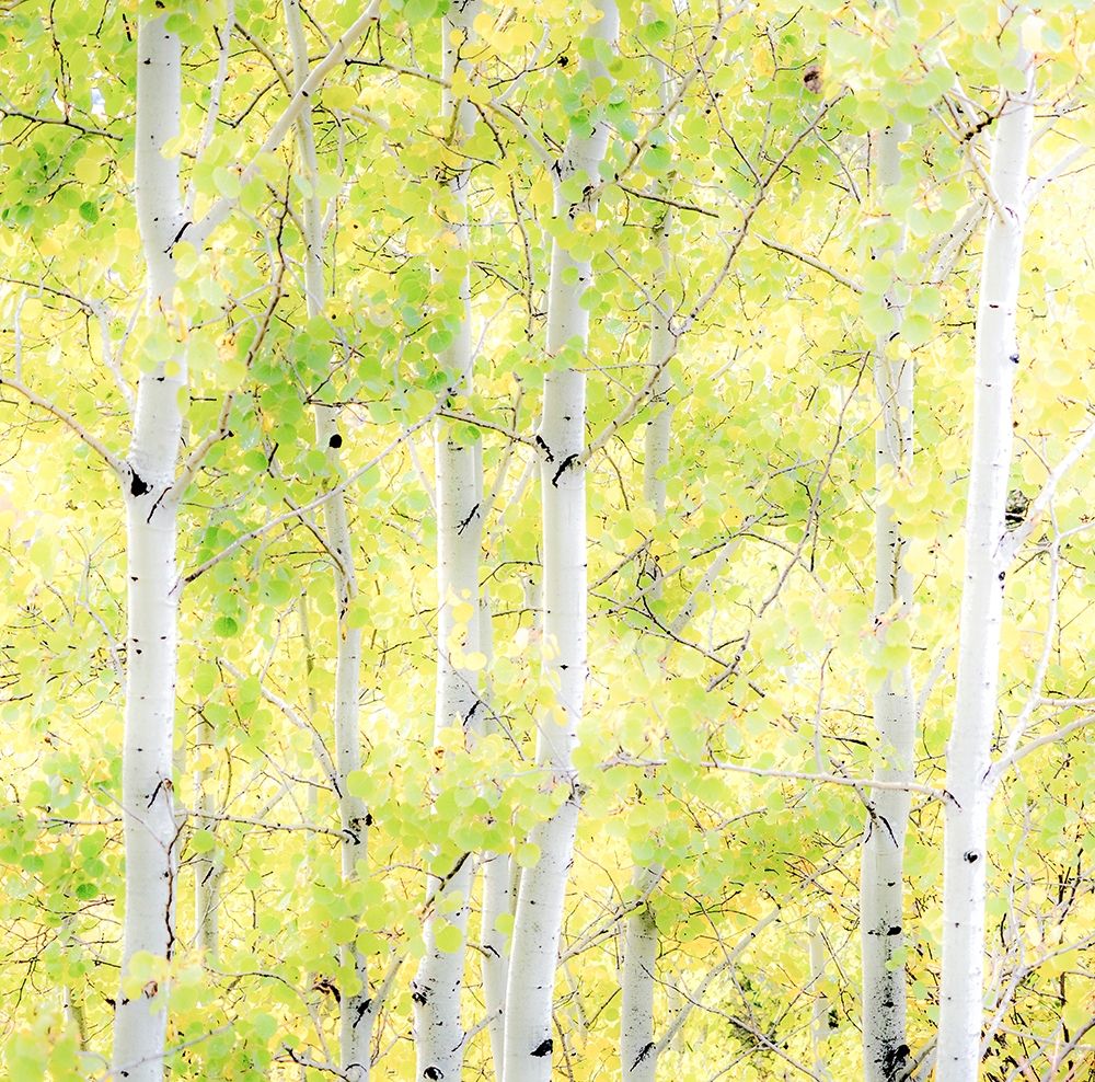 Wyoming-Jackson-Grand Teton National Park and fall colors on Aspen Trees